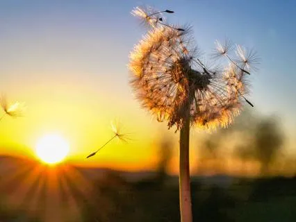 Rediscover Inner Peace, Release What Does Not Serve You