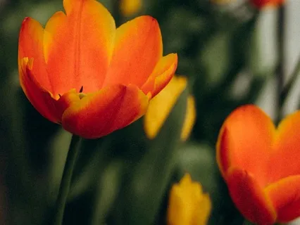 Day 12 -Rediscovering Ancient Wisdom- March 25