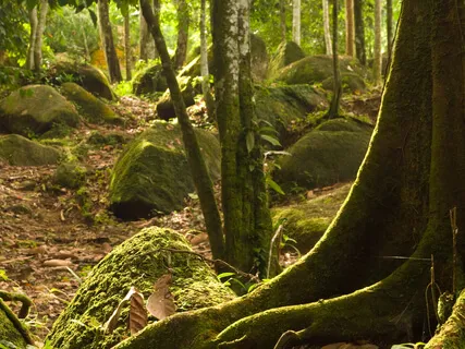 Reduce Anxiety & Stress With The Forest Of Curiosity 