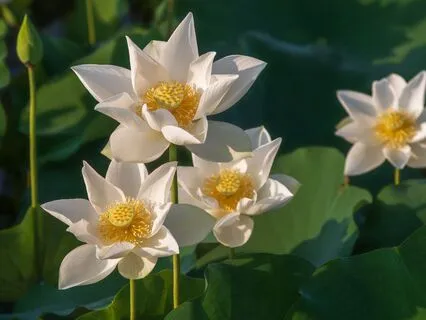 Reduce Anxiety With Breathing And Meditation