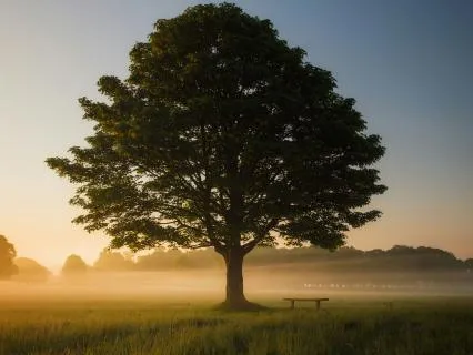 Reducing Anxiety & Nervous System Regulation Meditation