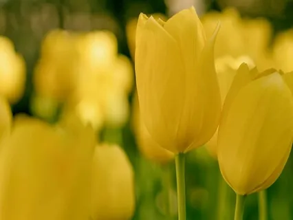 Reducing Suffering With Tonglen