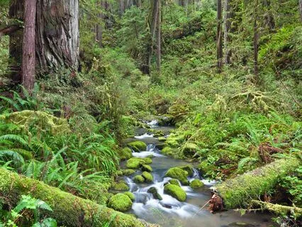 Redwood Forest ~ Deep Relaxation Music & Nature Sounds 30Min