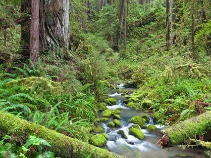 Redwood Forest ~ Relaxation Music & Nature Sounds