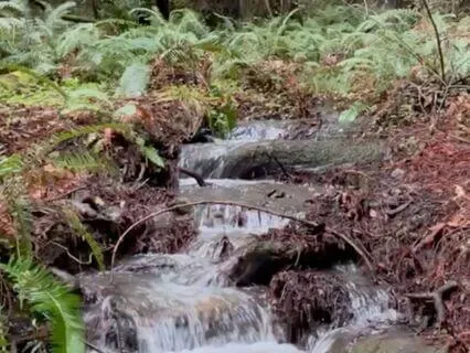 Redwood Forest Stream Meditation