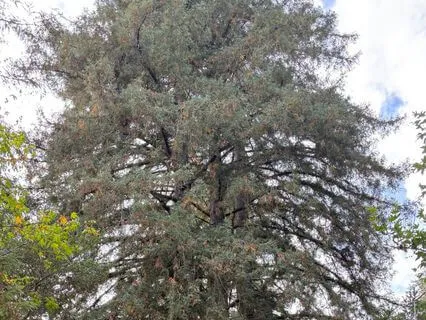 Redwood Gratitude Mantra (Featuring Inertia Dewitt)