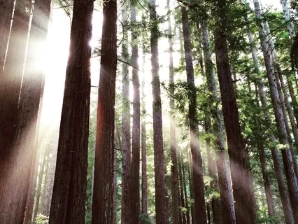 Redwood Inspired Grounding & Resourcing Meditation