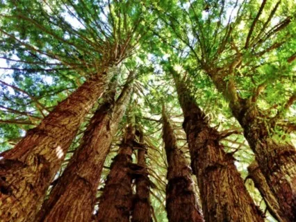 Redwood Tree Meditation