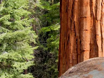 Redwoods Adventure: Releasing Fear Of Change