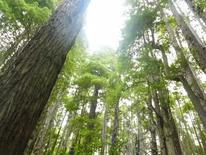 Redwoods: The Silent Watchers
