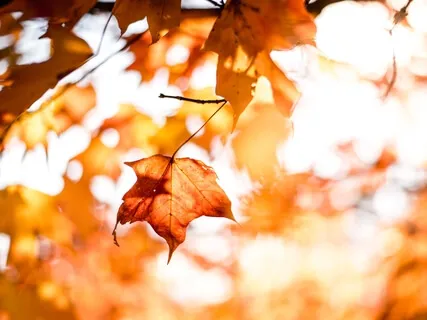 Reflecting On Your Inner Harvest - Fall Visualization