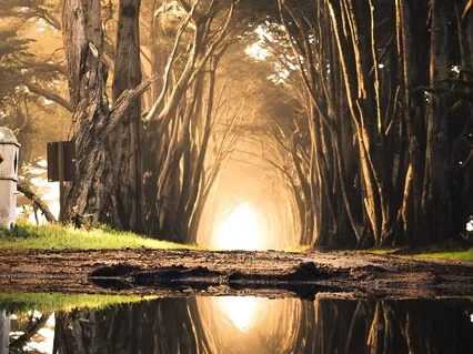 Reflection: 'I Have Decided'