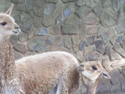 Reflection On Connecting With Our Intuition And Quiet Voice