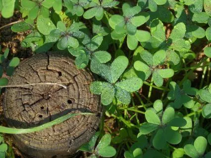 Reflection On Mental Chaos Vs Mental Clarity