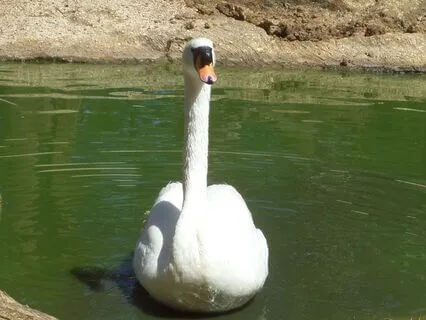 Reflection On Rethinking Self-Care