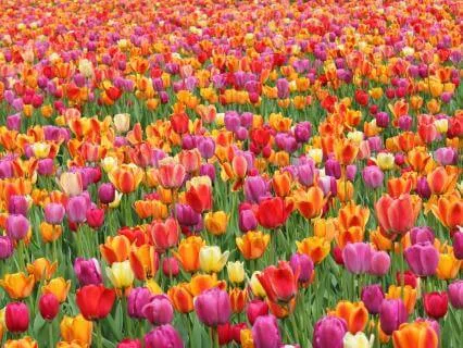 Reflection & Renewal | Calm & Gratitude