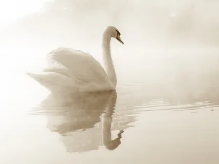 Reflections (Extended)