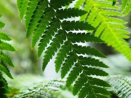 Reflections For Restoration And Peace