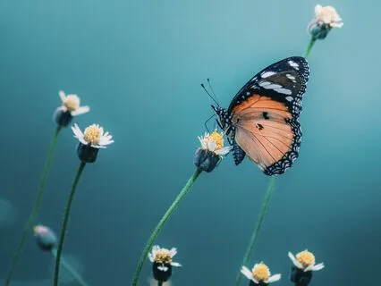 Reflections On A Butterfly Garden
