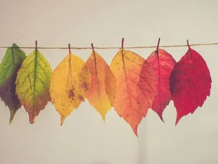 Reflections On Life And Death