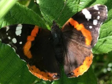 Reflections On Presence, Patience And Receptiveness - Aug 29