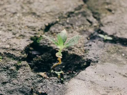 Reflections On The Tarot - 2