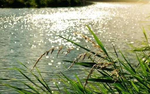 Reflections (Piano And Strings)