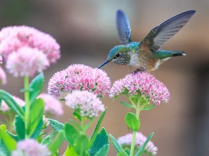 Reflections - Tibetan Bowls