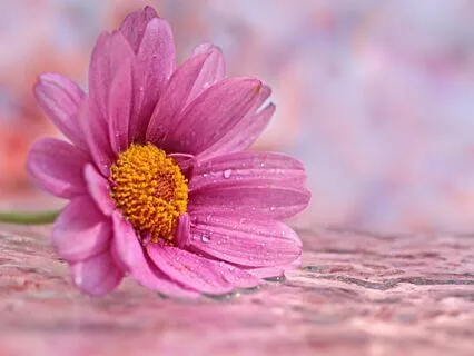 Reflective Stillness