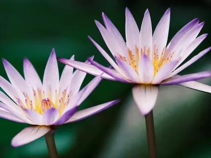 Reflector Healing Affirmations - Human Design