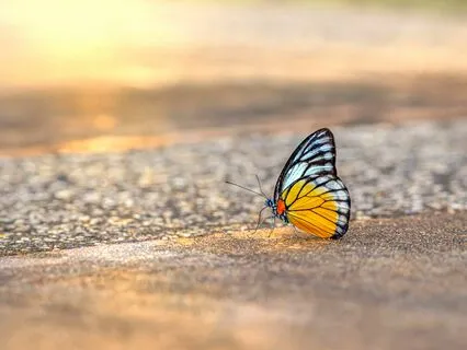 Sounds Like Summer | Pure Nature Sounds