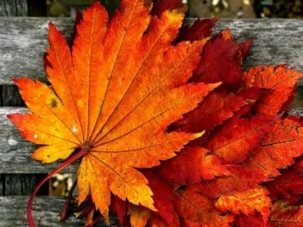 Refreshing 20 Minute Yoga Nidra