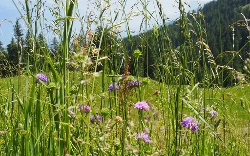 Refreshing Morning Meditation