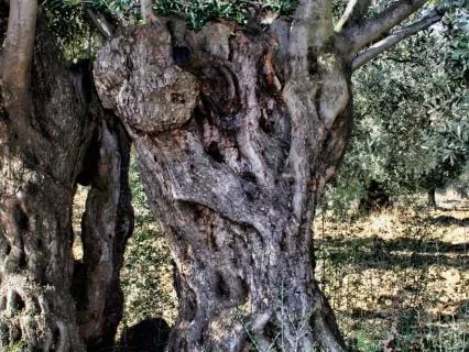 Refuah: Embodying Sacred Healing