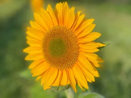 Refuge | Commanding The Five Tattvas