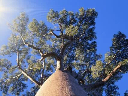 Regenerating Resilience