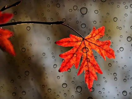 Regentropfen: Sanfte Naturgeräusche zum Entspannen