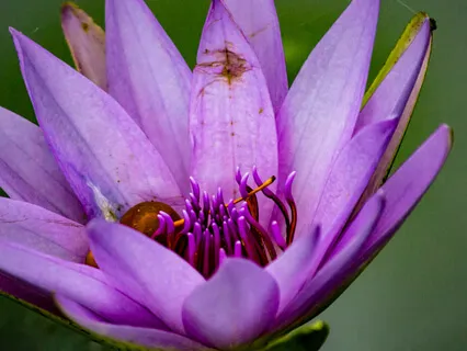 Regular Practice To Attain 1 Pointedness Lead To Mindfulnes