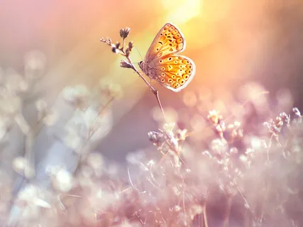 Regulating In Uncertainty