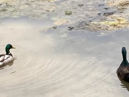 Regulating Somatic Body Scan