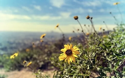 Reiki & The Universe