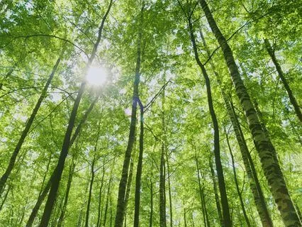 Reiki - Basking In The Shimmering Light