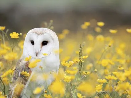 Reiki Bliss Loving Kindness