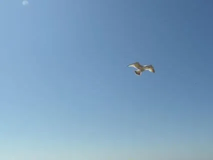 Reiki Body Scan (No Music)