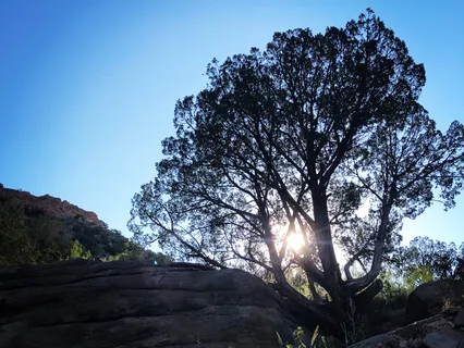 Reiki Chakra Grounding And Yoga Nidra Session