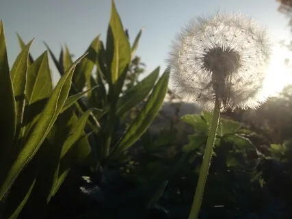 Reiki Distance Healing With Yoga Nidra For Coronavirus Anxieties