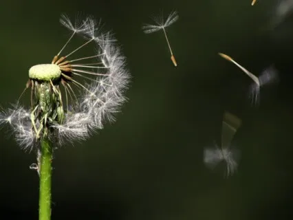 Reiki Five Spiritual Principles