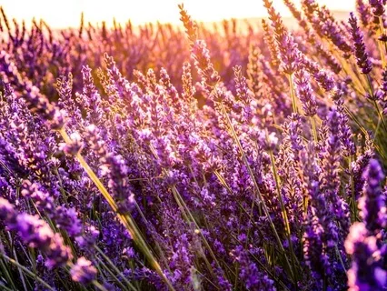 Reiki For Relaxation With Healing Sound Frequencies