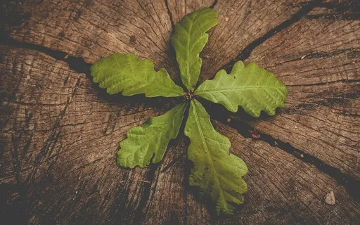 Reiki For Replenishment