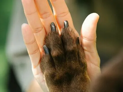 Reiki For You And Your Animal Companion